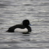 Tufted Duck (male)