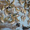 European Golden Plover and Northern Lapwing