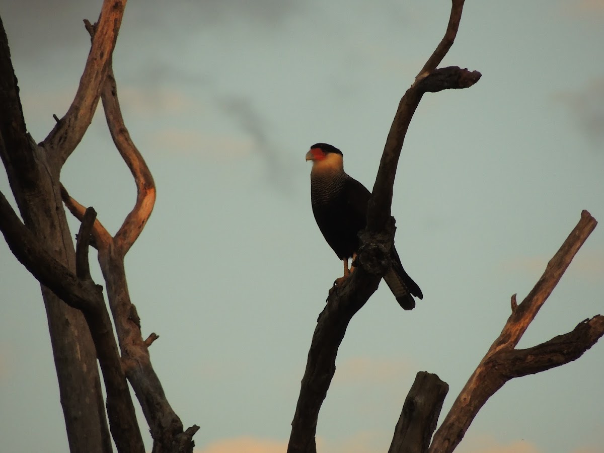 Southern Caracara