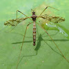 Limoniid Crane Fly - male