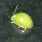 Green Leaf beetle