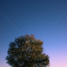 Tree of life by Elena Biciocchi - Nature Up Close Trees & Bushes