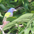 Painted Bunting (male)