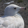 Glaucous Gull, juvenile