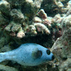 Blackspotted (dog face) puffer