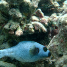 Blackspotted (dog face) puffer