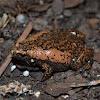 Eastern Narrow-mouth Toad