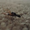 Huge Ant