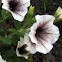 Petunia [Supertunia White Russian] "Kerivoryvein"