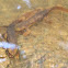 Coastal Range Newts Mating