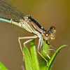 Familiar bluet (female)