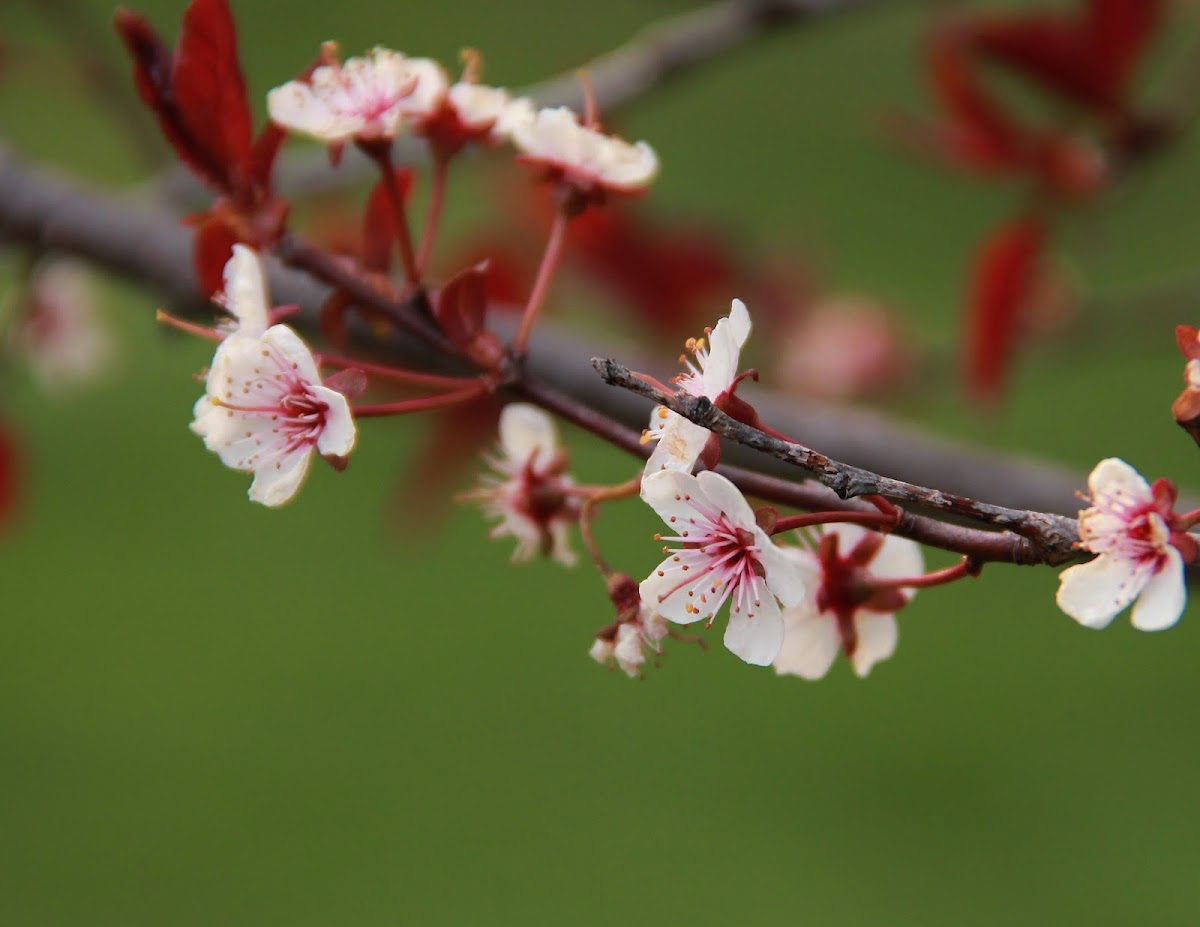 Plum Tree Flowers
