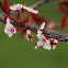 Plum Tree Flowers