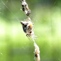 Trashline Orbweaver