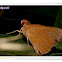 Common Redeye Butterfly & Caterpillar