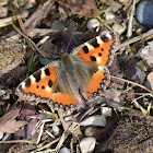 Small Tortoiseshell, Kleiner Fuchs