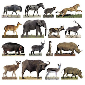 Learn The Animals 1.35