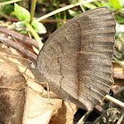 Long Brand Bushbrown