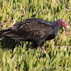 turkey Vulture