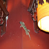 Flat-Tailed House Gecko