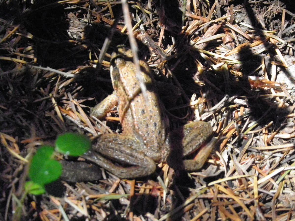 Northern red legged frog
