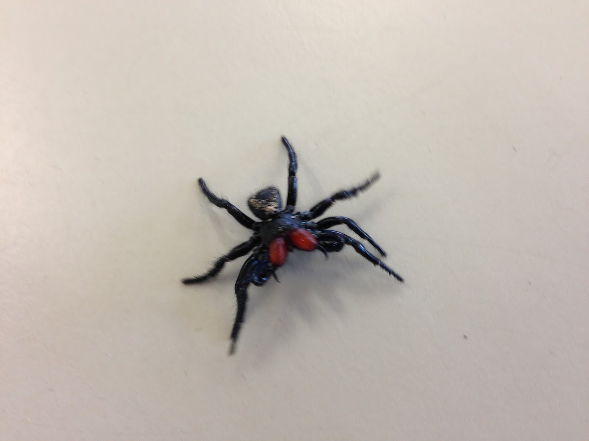 Red-headed Mouse Spider