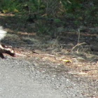 Western spotted skunk