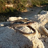 Large Whip Snake (Juvenile)