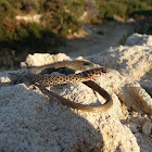 Large Whip Snake (Juvenile)