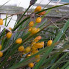 NZ Iris or Mikoikoi