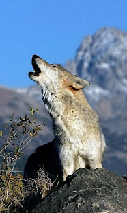 How to install Wolves Live Wallpaper pt patch 1.0 apk for bluestacks
