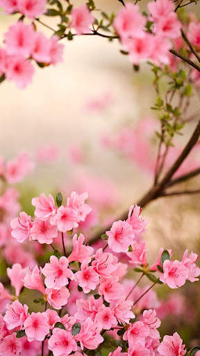 봄 꽃라이브 배경 화면