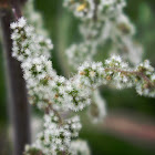 Stinging Nettle, bloom