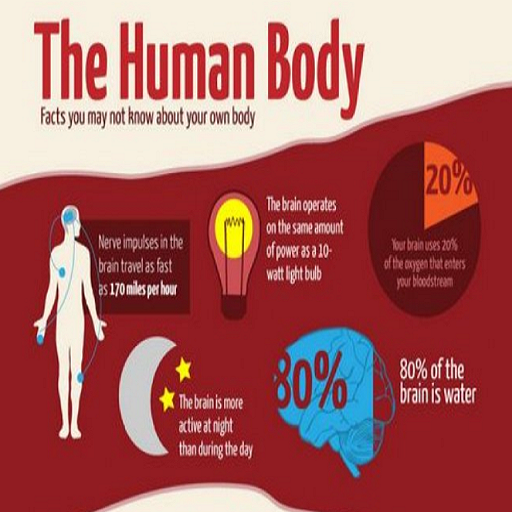 Human Body Facts