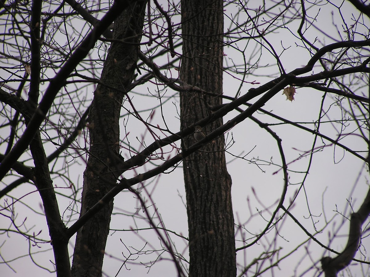 Ovenbird