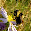 Bumblebee mimic Flower Fly