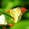 Great Orange Tip