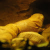 Naked mole rats