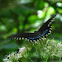 Spicebush Swallowtail (female)