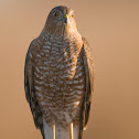 Cooper’s hawk