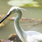 Little egret