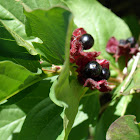 Black Twinberry