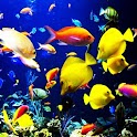 3D fish