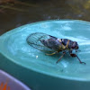 Click-wing cicada Platypedia sp