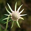 Shining Scabious