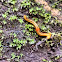Hammerhead slug/ terrestrial flatworm