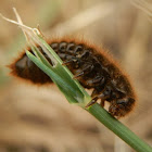 Hide Beetle larva