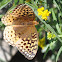 Mormon Fritillary