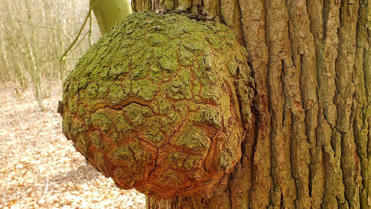French oak burl