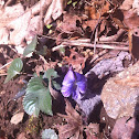Alpine Violet